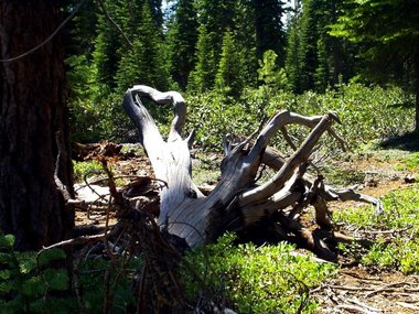 A root with manzanita in the background