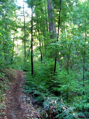 Green trail