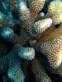 A harlequin shrimp hides in the coral