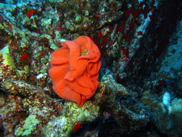 Eggs for a Spanish dancer, a nudibranch