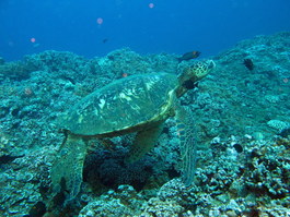 A turtle extends his neck and flippers so that the fish can clean the algae off of his skin