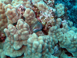 Whitemouthed moray