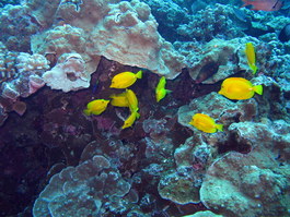 Yellow tangs at a cleaning station
