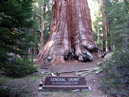 General Grant tree