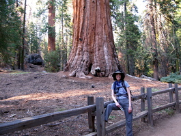 Nice sequoia
