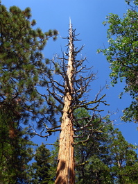 A dead sequoia
