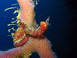 An arrow blenny hangs out in a tube worm's casing (Lucayablennius zingaro)