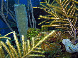 Corals and sponges are colorful and plentiful