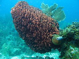 A throbbing head of coral