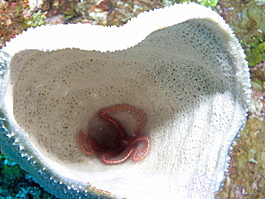 Sponge brittle star (Ophiothrix suensonii)