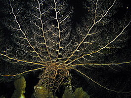 The giant basket stars are everywhere at night (Astrophyton muricatum)