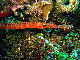 Trumpetfish (<i>Aulostomus maculatus</i>)