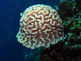Ted's favorite, a brain coral that looks like a helmet (Diploria strigosa)