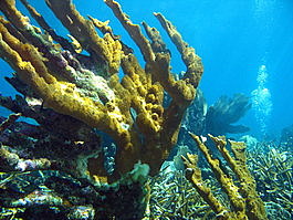 I haven't seen elkhorn coral like this since Australia either—great stuff!