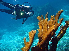 Lori poses behind the elkhorn coral