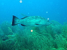 Black grouper (<i>Mycteroperca bonaci</i>)