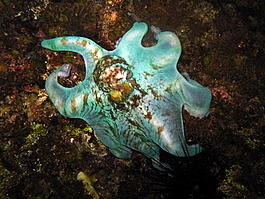 A Caribbean reef octopus is discovered (Octopus briareus)