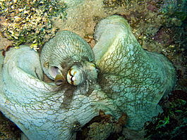 A common octopus, still white after moving off the sand (Octopus vulgaris)