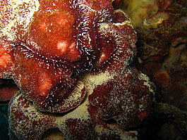 Sponge brittle star