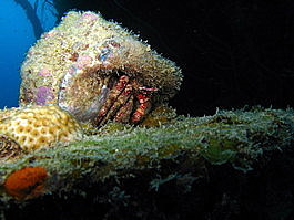 White speckled hermit crab (Paguristes punticeps)