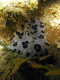 A black-spotted nudibranch (Phyllidiopsis papilligera)