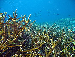 I haven't seen staghorn coral like this since I dived in Australia