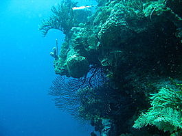 Some very cool reef structure and gorgonian corals