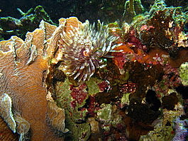 Magnificent feather duster (Sabellastarte magnifica)