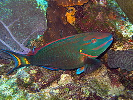 Stoplight parrotfish (Sparisoma viride)