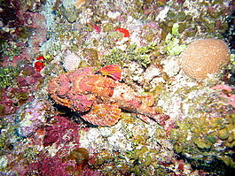 A spotted scorpion fish that I did not spot—but Denise did!