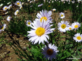 Wandering daisy (Erigeron peregrinus)