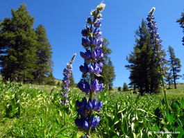 The wildflowers were everywhere, including these crest lupine (Lupinus arbustus)