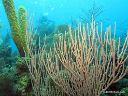 Lots of healthy-looking coral
