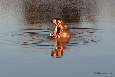 A hippo yawns (Hippopotamus amphibius)