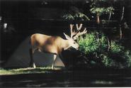 The mule deer have the run of Lake Wallowa Campground