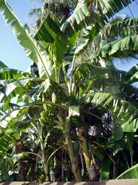 A banana tree