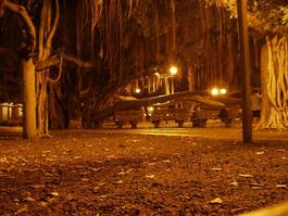 The banyan tree by night
