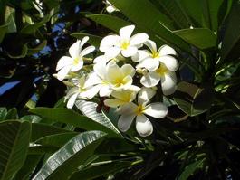 Very sweet-smelling white flowers in a tree
