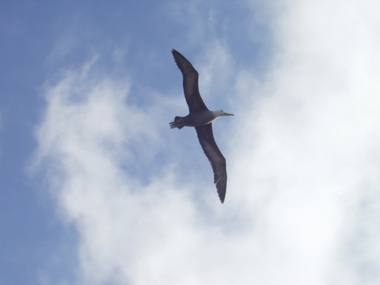 Albatross graceful in flight
