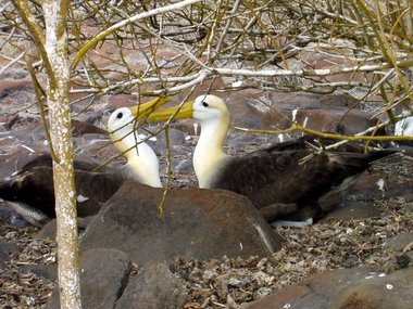 Albatross' playing