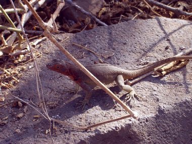 The female lava lizard