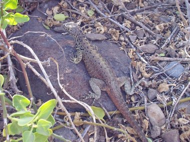The male lava lizard