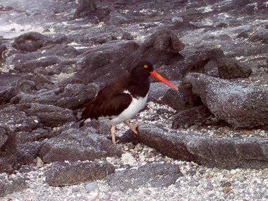 The American oyster catcher