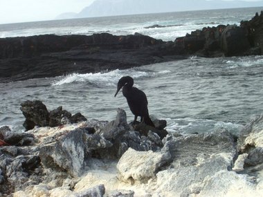 The flightless cormorant