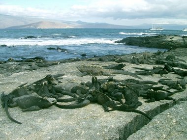 In this low rent district, iguanas are forced to sleep on top of one another