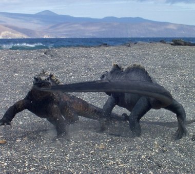 Fighting iguanas