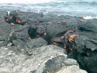 Lots and lots of Sally lightfoot crabs