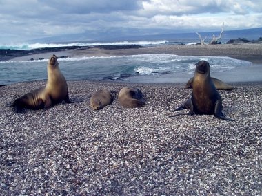 Sea lions cooperate to frame the shot