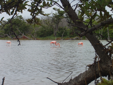 Pink flamingoes 