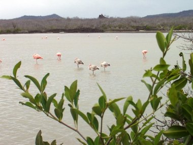 More flamingoes
